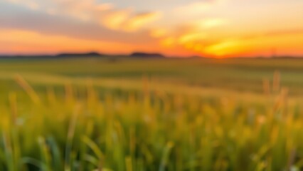 a close up of a field of grass with a sunset in the background,