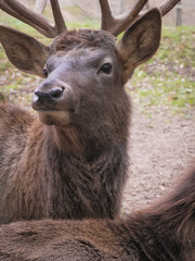 Fototapeta premium Close-up of a deer showing off its impressive antlers, standing in its natural habitat, perhaps in a wildlife sanctuary or zoo, showcasing the beauty and grace of this magnificent animal