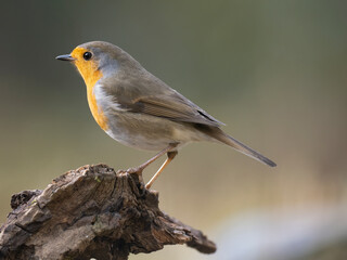 Rotkehlchen (Erithacus rubecula)
