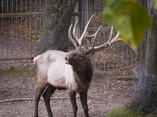 Large male deer with impressive horns stands in the zoo's enclosure, demonstrating his superiority...