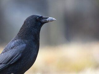 Rabenkrähe (Corvus corone)