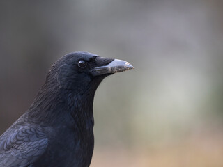 Rabenkrähe (Corvus corone)