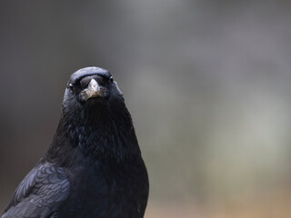 Rabenkrähe (Corvus corone)