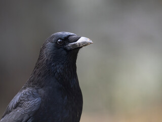 Rabenkrähe (Corvus corone)