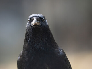 Rabenkrähe (Corvus corone)