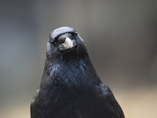 Rabenkrähe (Corvus corone)