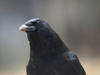 Rabenkrähe (Corvus corone)
