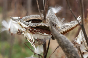 Common milkweed Asclepias syriaca knows as butterfly flower, silkweed, silky swallow-wort