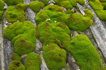 Shallow focus of a large moss section on a cottage roof. In constant shade,