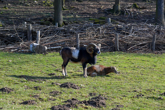 mufflon, ziege, horn, tier, hornochse, hund, tier, gras, haustier, natur, frau, park, horse, green, wald, kuh, sommer, ausserhalb, leute, kind, feld, landschaft, wiese, black, gehen, canino, wasser, l