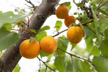 Apricot picking. Ripe fruits of the apricot tree on a branch with leaves in an orchard