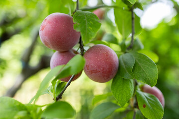 selective focus. Ripe blue purple plums in the plum garden. Agriculture Haversting background.