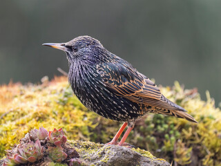 Star (Sturnus vulgaris)