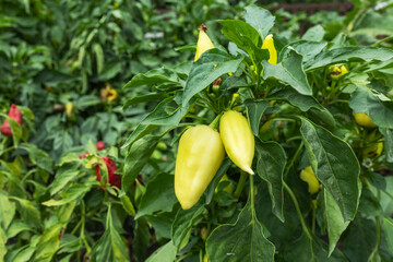 Ripe yellow pepper on a bush. Yellow paprika in the garden