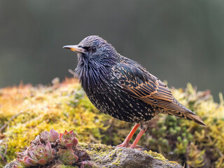 Star (Sturnus vulgaris)