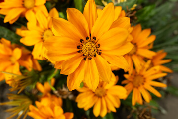 Gazania flower. Yellow chamomile. heliopsis flowers