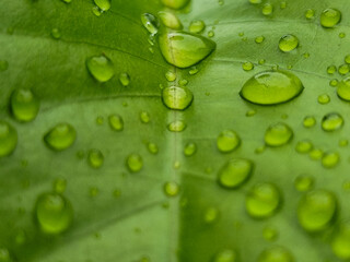 The background of wet leaves exposed to raindrops looks fresh and beautiful green.