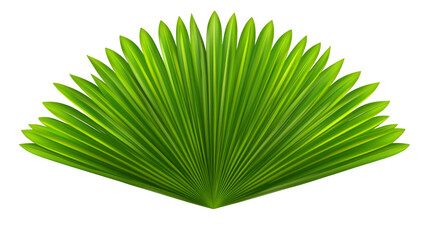Tropical Palm Leaf Spread: Lush Green Botanical Illustration