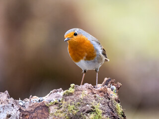 Rotkehlchen (Erithacus rubecula)