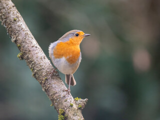 Rotkehlchen (Erithacus rubecula)