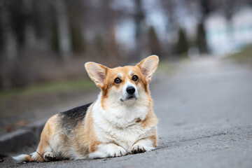 Pembroke Welsh Corgi dog lying on path outside