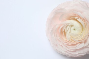 Beautiful fresh ranunculus on a white background