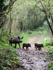 A family of wild boars crossing a narrow woodland path, their young following closely