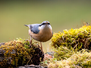 Kleiber (Sitta europaea)