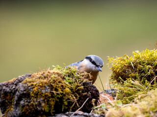 Kleiber (Sitta europaea)