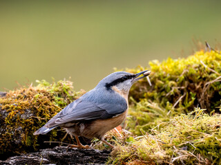 Kleiber (Sitta europaea)