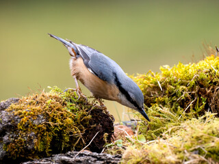 Kleiber (Sitta europaea)