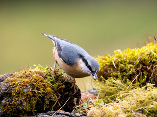 Kleiber (Sitta europaea)