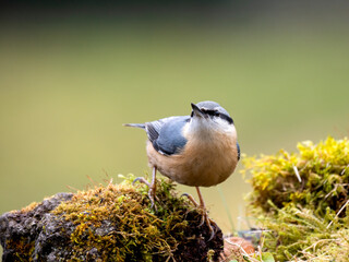 Kleiber (Sitta europaea)