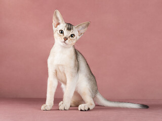 Cute adorable abyssinian kitten looking straight on isolated pink background