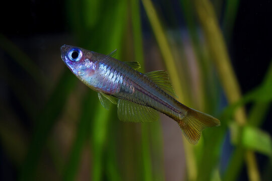 Forktail blue-eye (Pseudomugil furcatus) species of rainbowfish