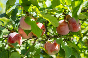 Ripe red apples on the branches of an apple tree in the garden are ready for harvest
