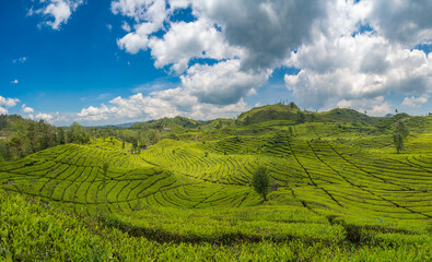 Rancabali Tea Plantation near Bandung in West Java, Indonesia.
