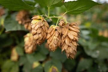 Ladybug sitting on a dried hop flower in a green garden on a sunny autumn day.