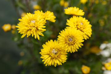 Bright Yellow mums Flower Chrysanthemum Garden decorative plant