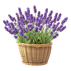 Fototapeta premium Idyllic Basket of Vibrant Purple Lavender Blossoms in a Rustic Wicker Planter for Aromatherapy and Home Decor Concepts on a Transparent Background