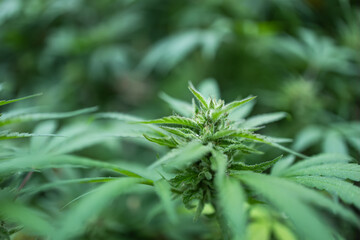 Ripe cannabis plant hemp. Blooming marijuana flower and leafs growing in homemade garden.