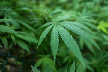 Legal Green Marijuana Cannabis Leaves Growing At Farm In Summer Day, Beautiful Cannabis Background.