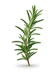 Fototapeta premium Rosemary branch isolated on white background.