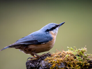 Kleiber (Sitta europaea)