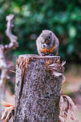 squirrel in the tree