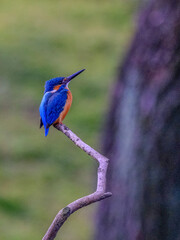kingfisher
