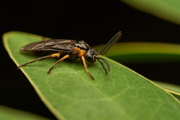 Tree Fly in Detail on Vibrant Green Leaf