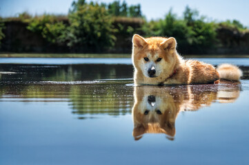 chien akita sur  une journ&eacute;e estivale et chaude, prenant un joli bain dans une rivi&egrave;re bien lisse, dans une zone calme