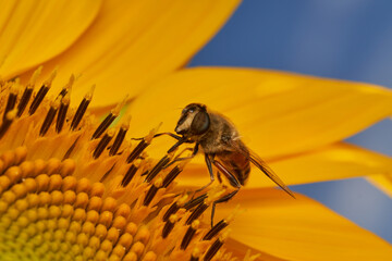 Close Up of Hoverfly on Vibrant Sunflower