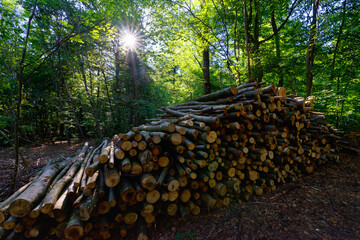 Verzy forest in the  Montagne de Reims Regional Natural Park